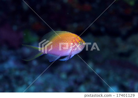 Minor fish of Hana gonbe Minor fish of Hana gonbe 17401129