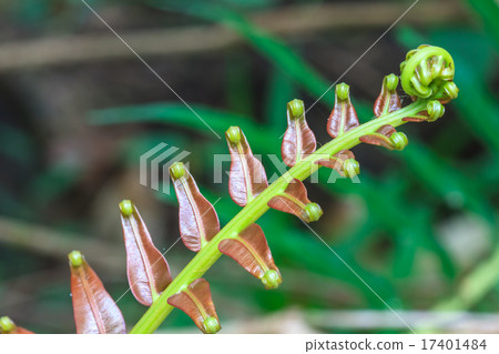 Spiral green leaf Spiral green leaf 17401484