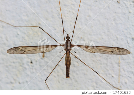 daddy longlegs daddy longlegs 17401623