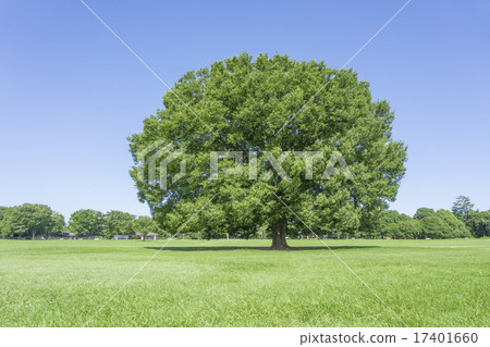 昭和紀念公園大Zelkova 17401660