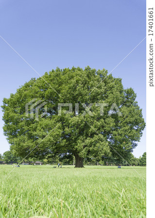Zelkovas growing in the park's field 17401661