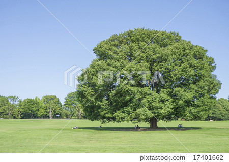 Large Zelkova of Showa Memorial Park 17401662