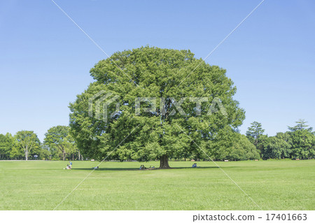 昭和紀念公園大Zelkova 17401663