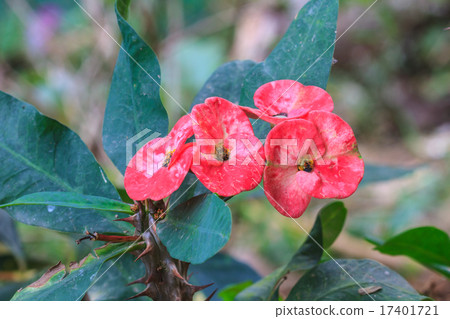 Crown of thorns flowers 17401721
