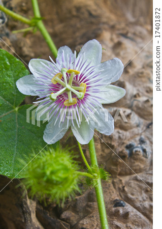 flower from Thailand flower from Thailand 17401872