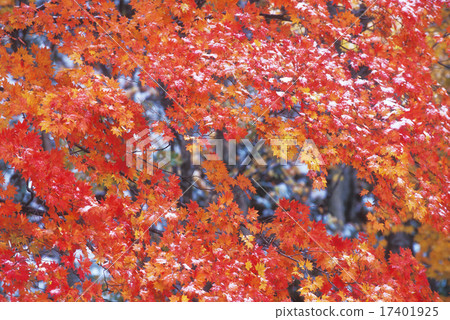 Autumn leaves and snow Autumn leaves and snow 17401925