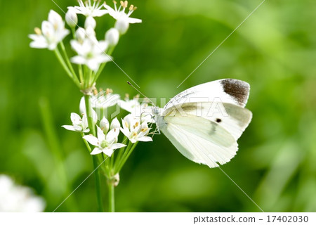 Monsieura and Nila flower Monsieura and Nila flower 17402030