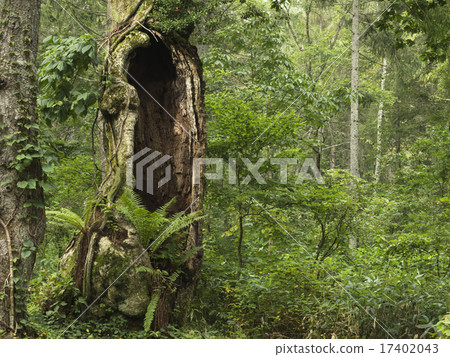 A large open wood tree 17402043