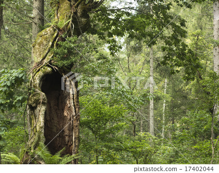 A large open wood tree 17402044