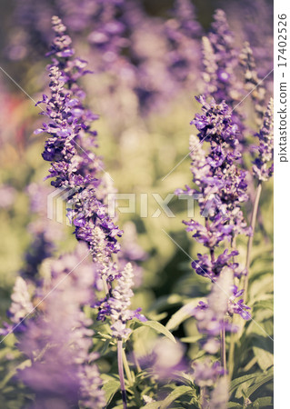 Beautiful Lavender Flower Field. Growing Beautiful Lavender Flower Field. Growing 17402526