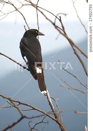 Bird on tree Bird on tree 17402793