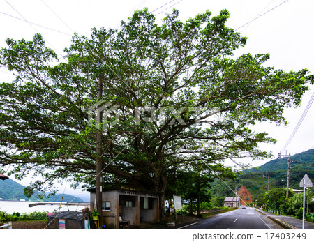 Banyan tree Banyan tree 17403249