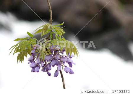  紫藤花 17403373