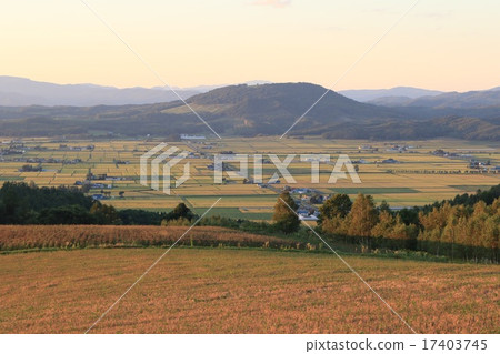 In autumn of harvest, rice cultivation area in the northern part of the Ishikari Plain. In autumn of harvest, rice cultivation area in the northern part of the Ishikari Plain. 17403745