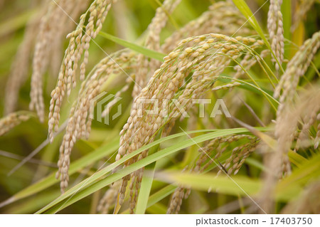 秋田縣大仙市秋田大米 17403750