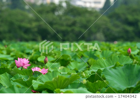 上野Shinobazu池塘蓮花 上野Shinobazu池塘蓮花 17404342
