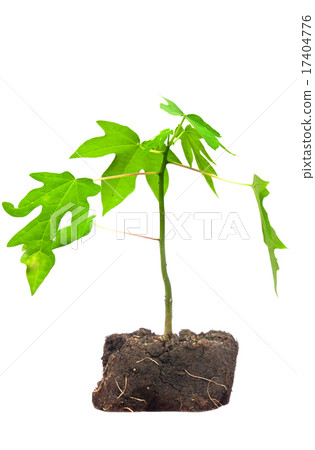 Tree isolated on white Tree isolated on white 17404776