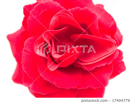 Beautiful flower Beautiful flower 17404779