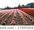 Tomita Farm 2 17405068