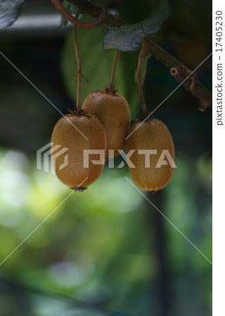 Kiwi fruit Kiwi fruit 17405230