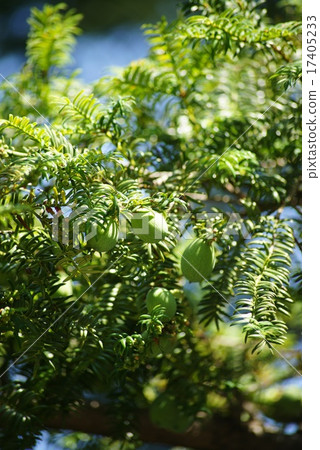 Kaya fruit Kaya fruit 17405233