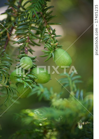 Kaya fruit Kaya fruit 17405235