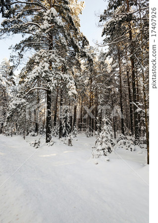 winter trees   17407926