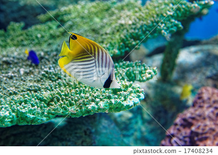 Coral and spiny butterflies 17408234