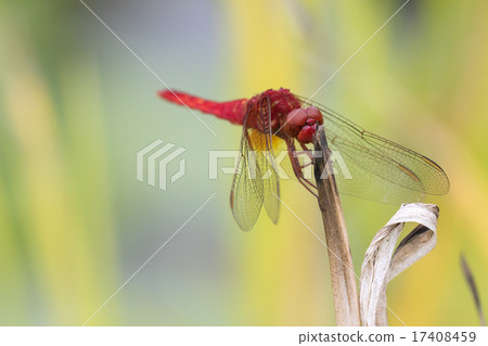 少女蜻蜓 17408459