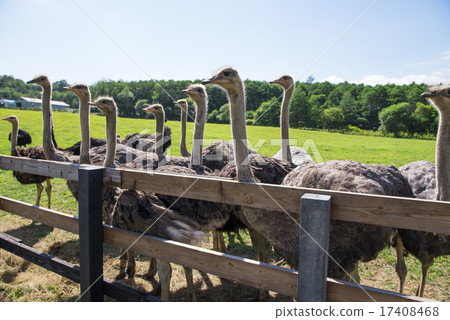 鴕鳥牧場 鴕鳥牧場 17408468