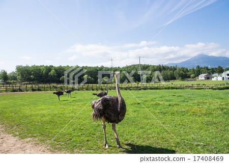 鴕鳥牧場 17408469