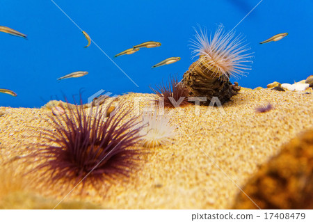 A group of sea anemones and small fish A group of sea anemones and small fish 17408479