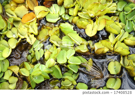 Giant salamander 17408528