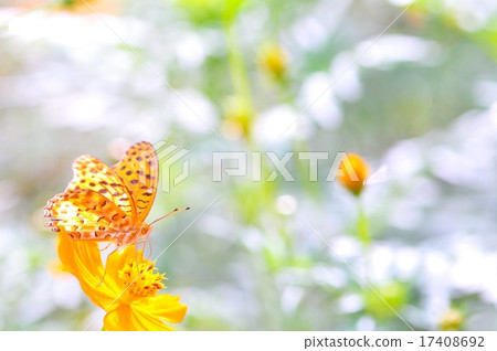 蝴蝶和鮮花 17408692