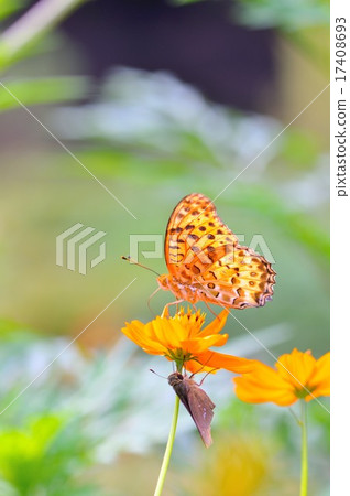 蝴蝶和鮮花 17408693