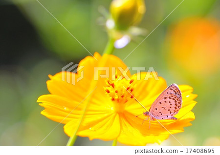 蝴蝶和鮮花 17408695