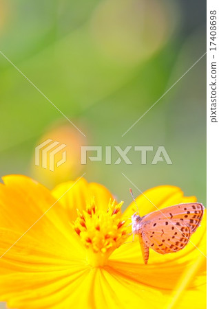 Butterflies and flowers 17408698
