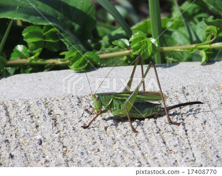 蚱蜢 17408770