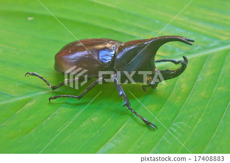 insect from Thailand insect from Thailand 17408883