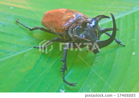 insect from Thailand 17408885