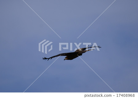 Discovery of prey 17408968