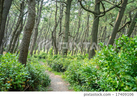 Numazu Senbon Hama Park 17409106