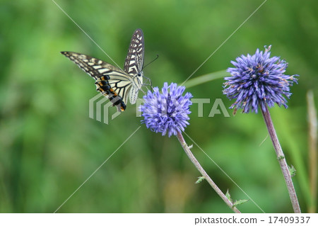 Asagi madara 17409337