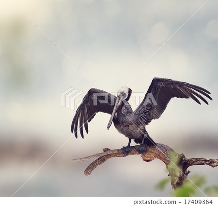 Brown Pelican 17409364