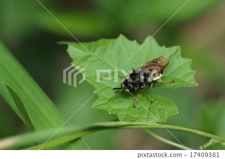 生物昆蟲Mizuab,幼蟲生活在水中,它們就像一隻棕色尾巴的蛆 生物昆蟲Mizuab,幼蟲生活在水中,它們就像一隻棕色尾巴的蛆 17409381