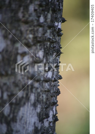 The bark of the crow's shaw show The bark of the crow's shaw show 17409405