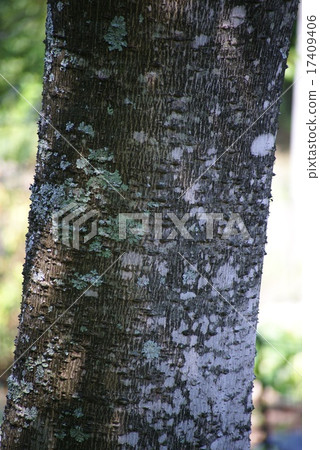 烏鴉蕭伯納的樹皮 17409406