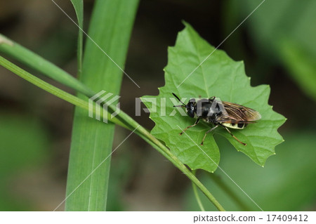 Living thing insects Mizuabu, patterns of belly are prominent with long antennae. Do you mimic it like a bee? Living thing insects Mizuabu, patterns of belly are prominent with long antennae. Do you mimic it like a bee? 17409412