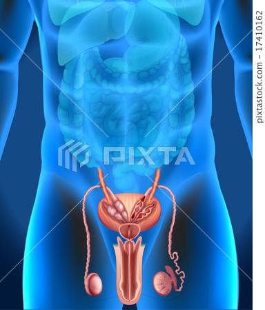 Male genitals system in human 17410162