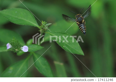 Living thing insects Yanotegari beech, it seems to miss it because it irregularly fly low place on a small place Living thing insects Yanotegari beech, it seems to miss it because it irregularly fly low place on a small place 17411246